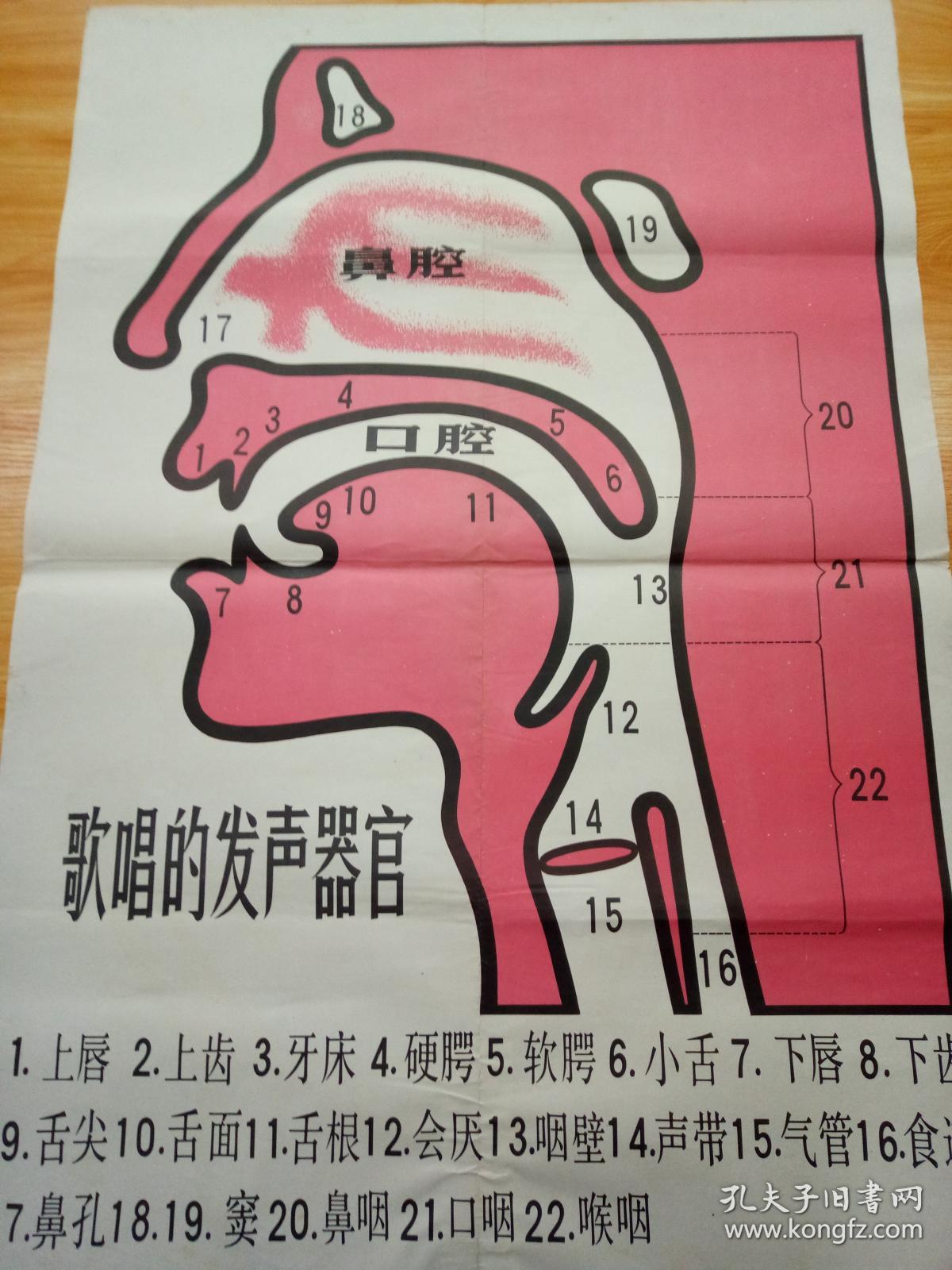 t225,八十年代教学挂图,【歌唱的发音器官】,品相好.