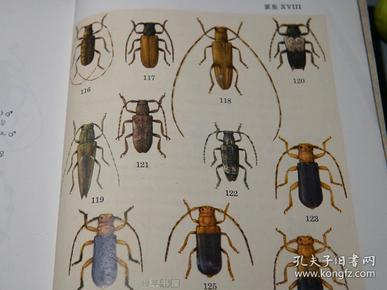 记,中国昆虫名录,昆虫分类,中国动物志 昆虫纲,中国昆虫生态大图鉴