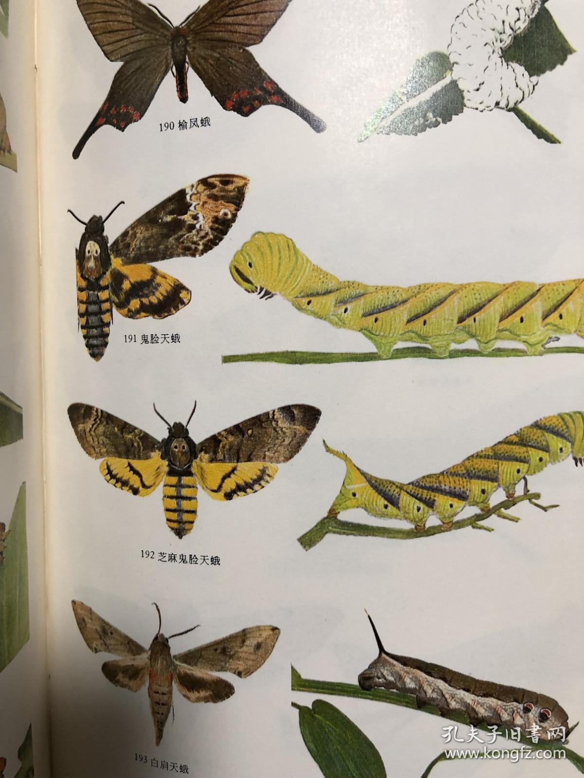 蛾类幼虫图册