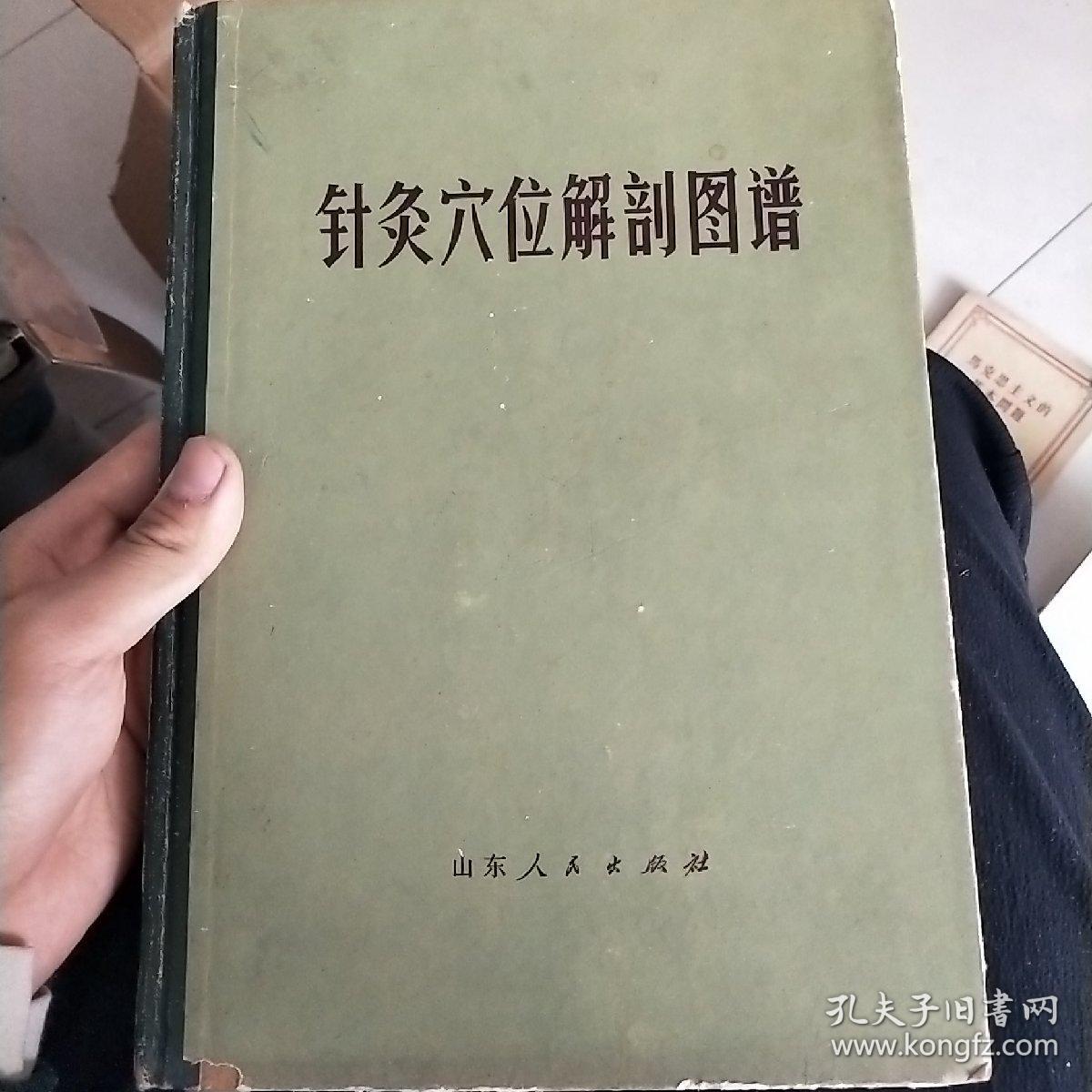 针灸穴位解剖图谱
