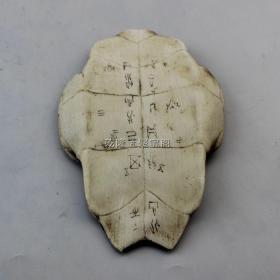 树脂骨头摆件仿甲骨文龟壳摆件精美甲骨文墙面软装饰教学道具01