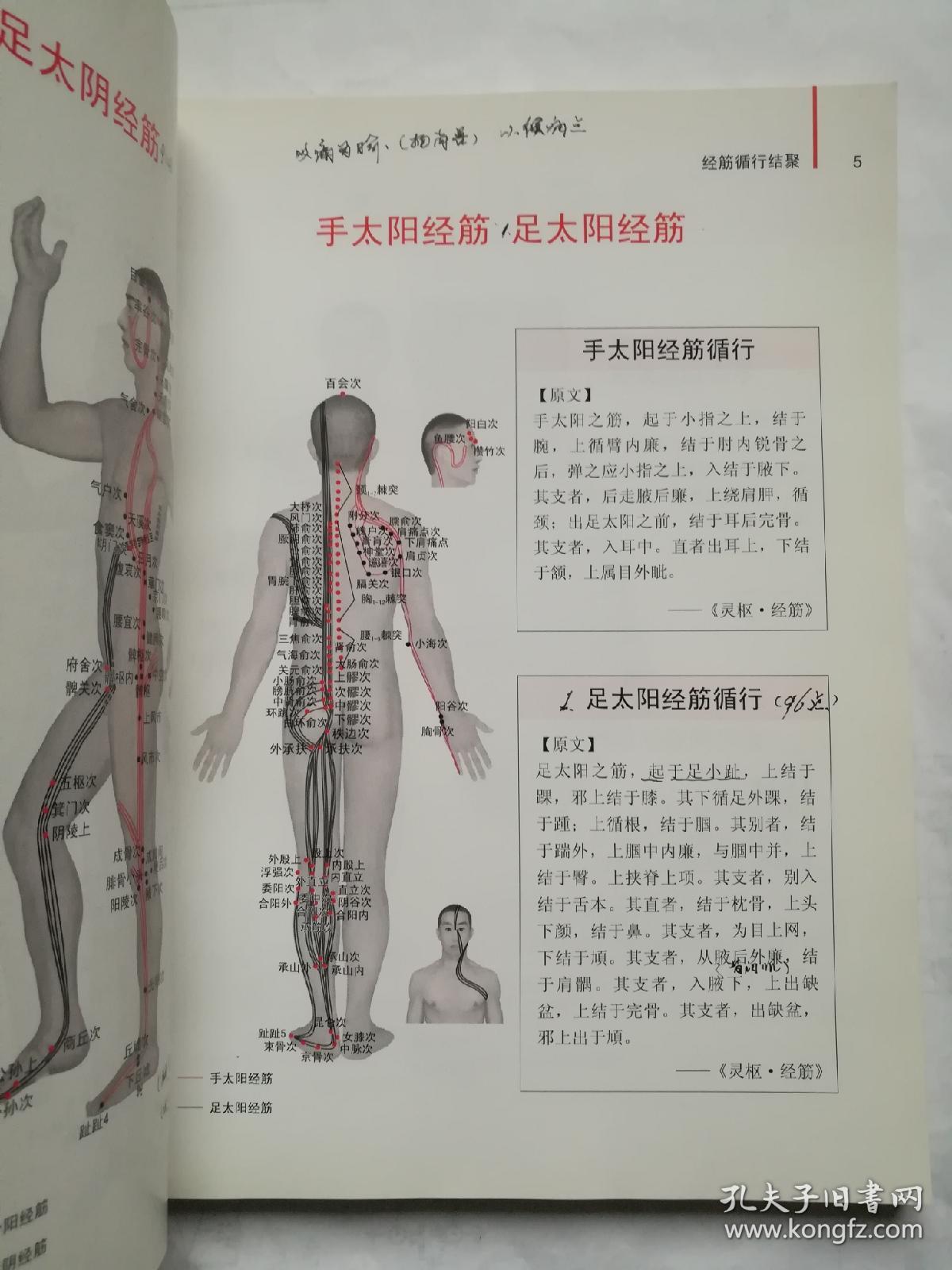人体经筋循行地图