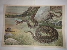 蛇是什么类动物有脊椎吗 q4YBAFwqDzGAE2nOAAI5mbAZALU075_s.jpg