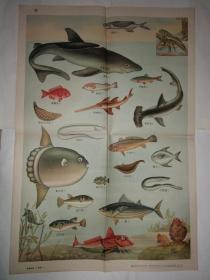 动物学挂图 第一组脊椎动物——渔类（一）