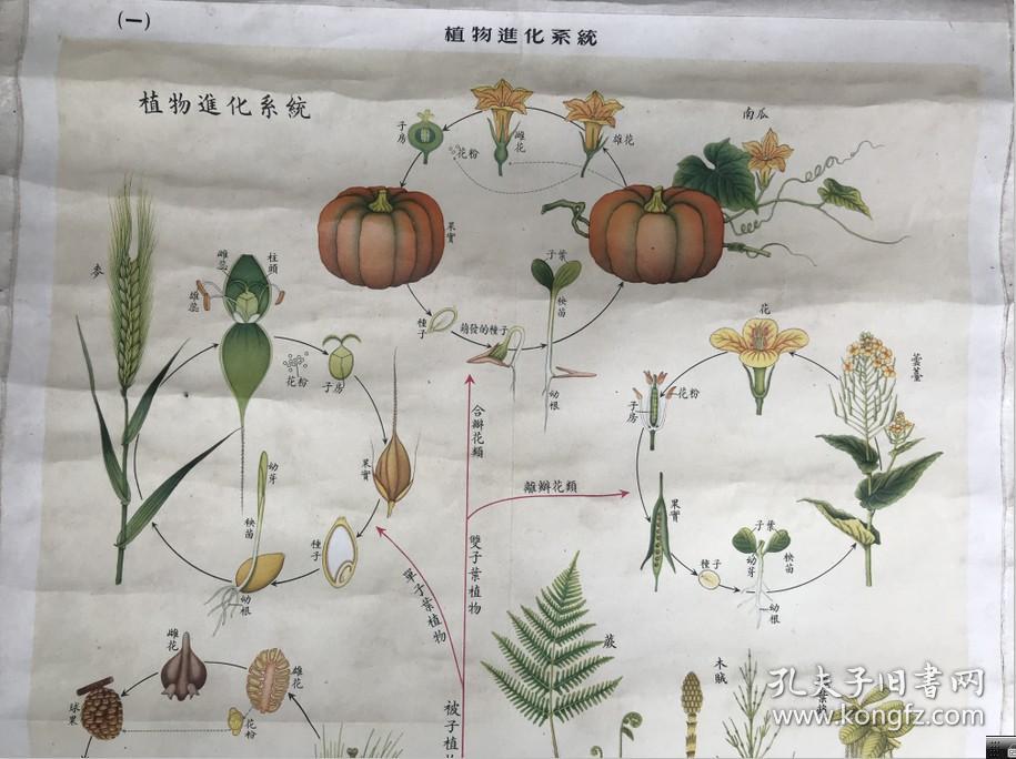 大中国图书局出版植物组--植物进化系统彩色大挂图