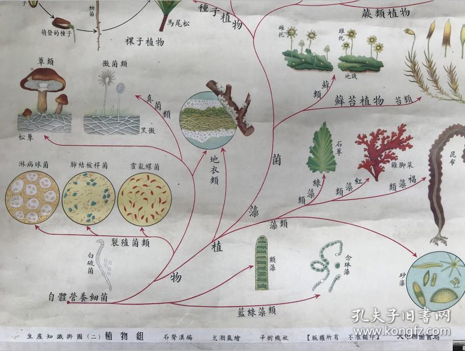大中国图书局出版植物组--植物进化系统彩色大挂图