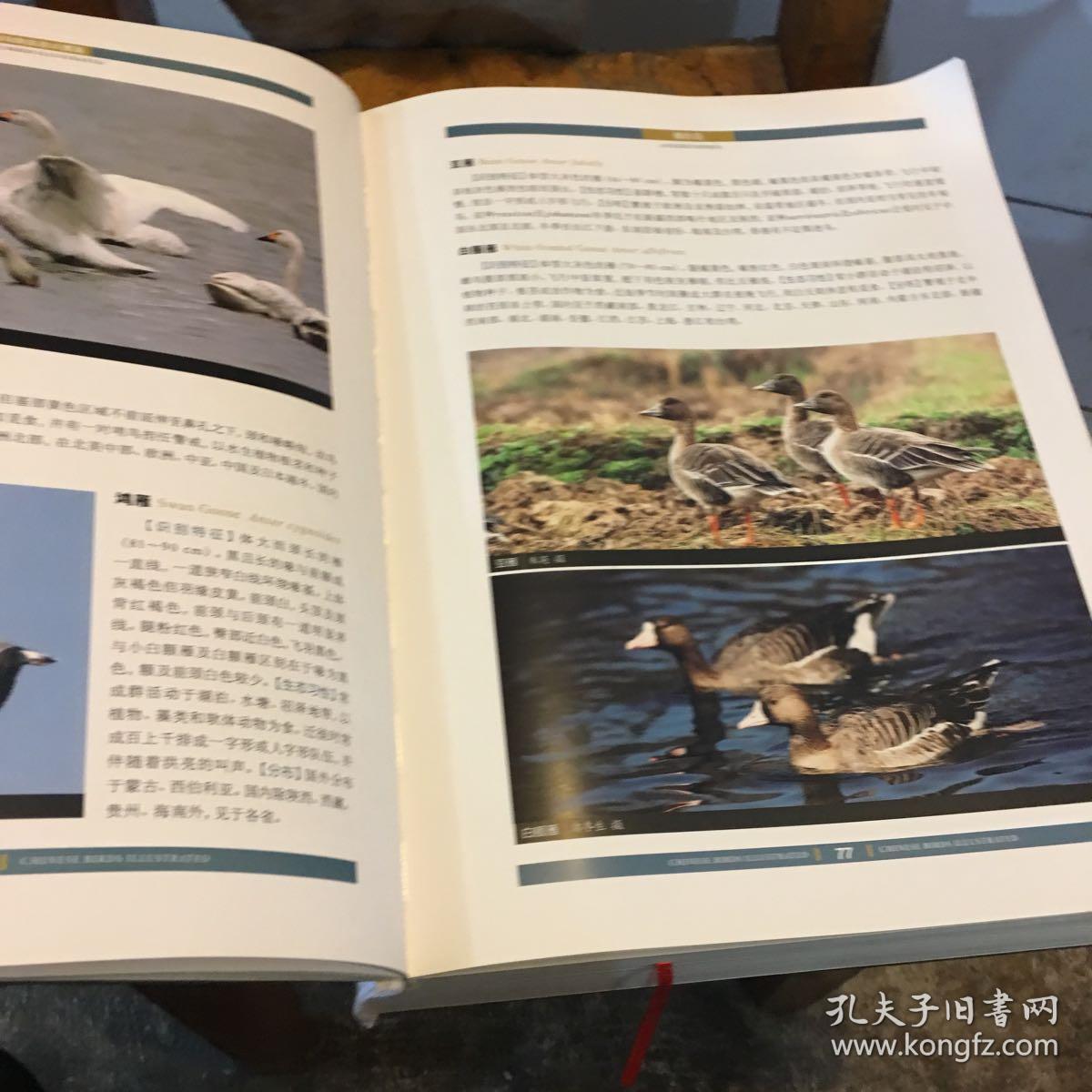 中国鸟类生态大图鉴