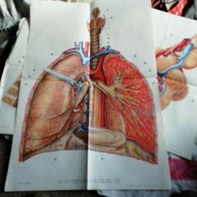 人体解剖生理呼吸系统挂图3幅(号82)
