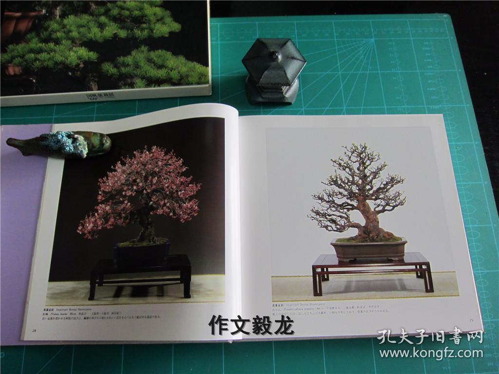 庭院/盆景/植物 ===《国风盆栽展 69》【1.5kg】_日本