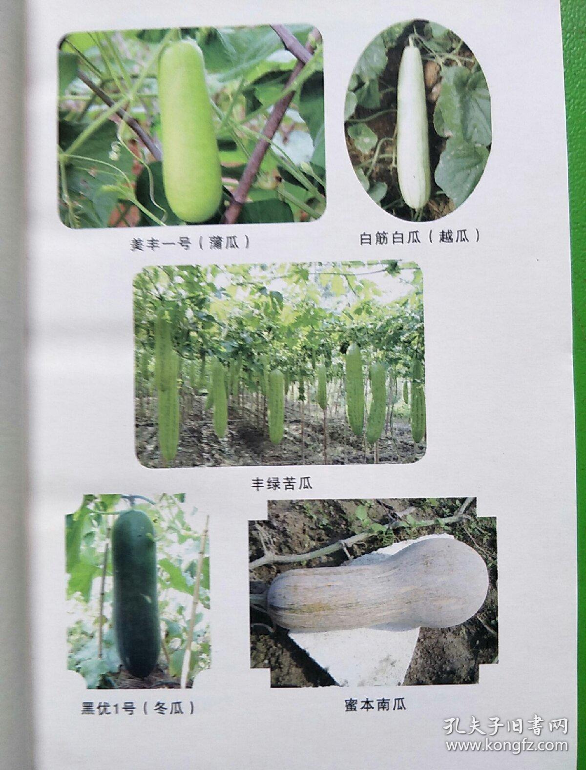 "广东农村青年科技文化活动月"现代农业技术实用教程:瓜类蔬菜生产