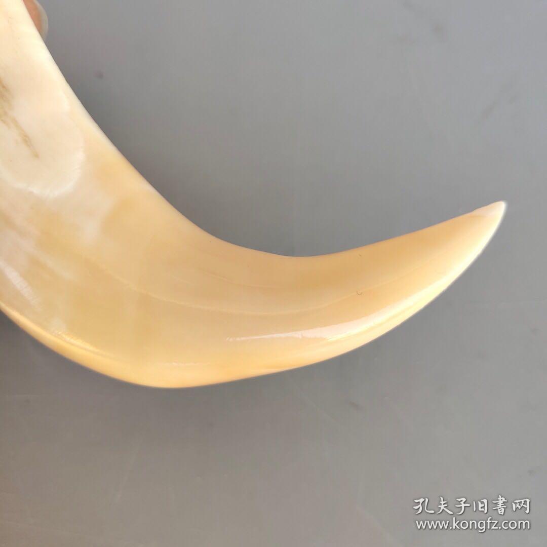 保真骆驼牙 尺寸如图,重33克
