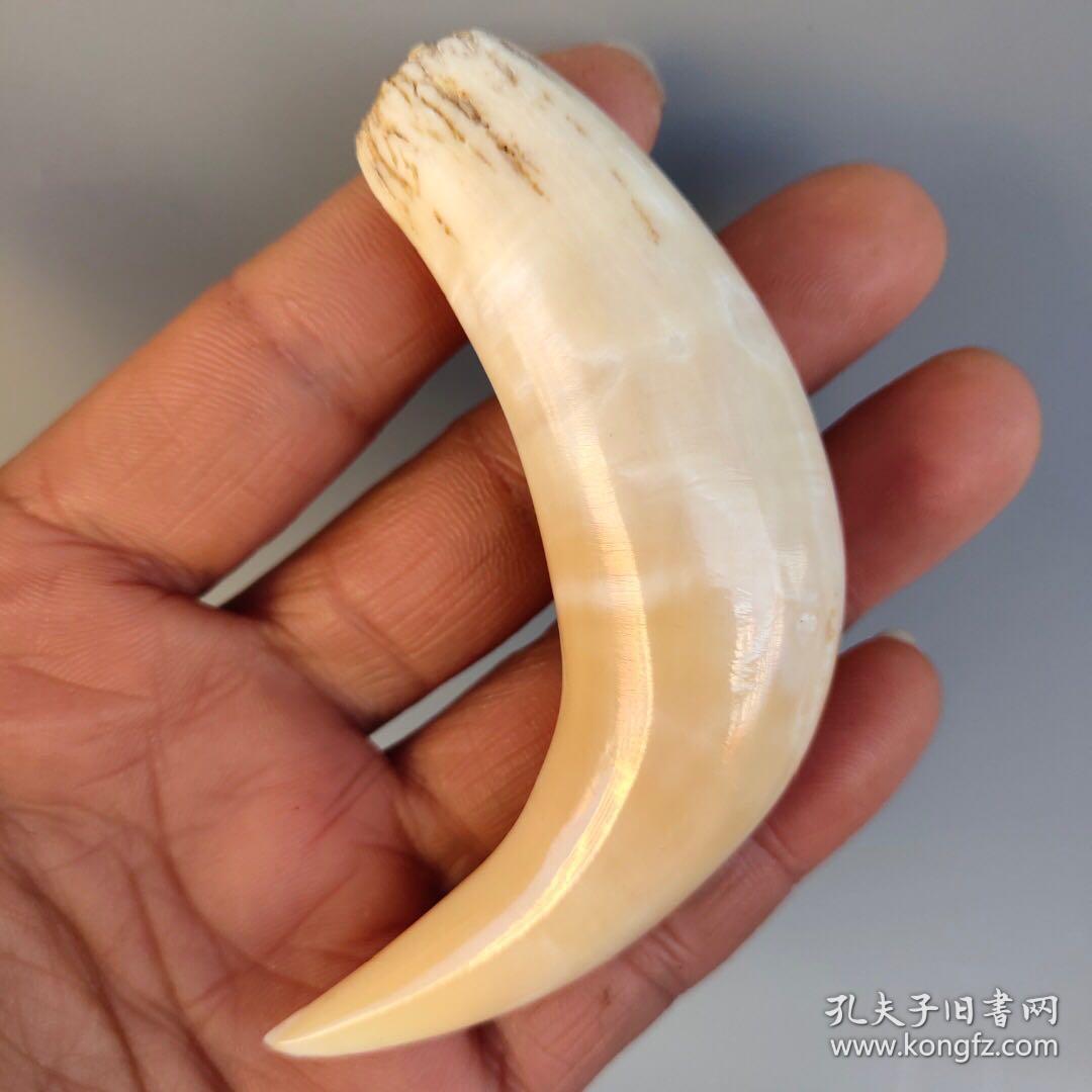 保真骆驼牙 尺寸如图,重33克