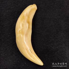 保真骆驼牙大猫牙吊坠直径8.1公分,重20克