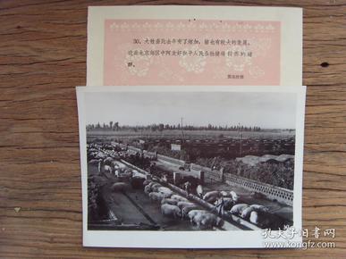 老照片 :【※ 1963年,北京市郊中阿友好和平公社,猪场饲养的猪群 ※】
