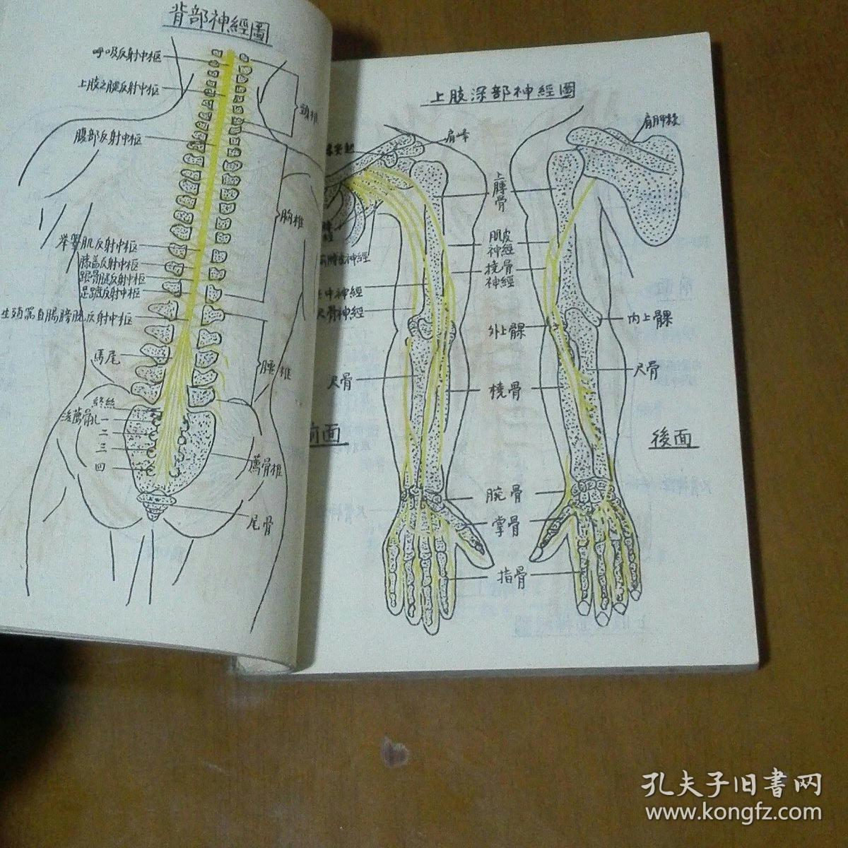 针灸通过什么原理散寒_针灸图片