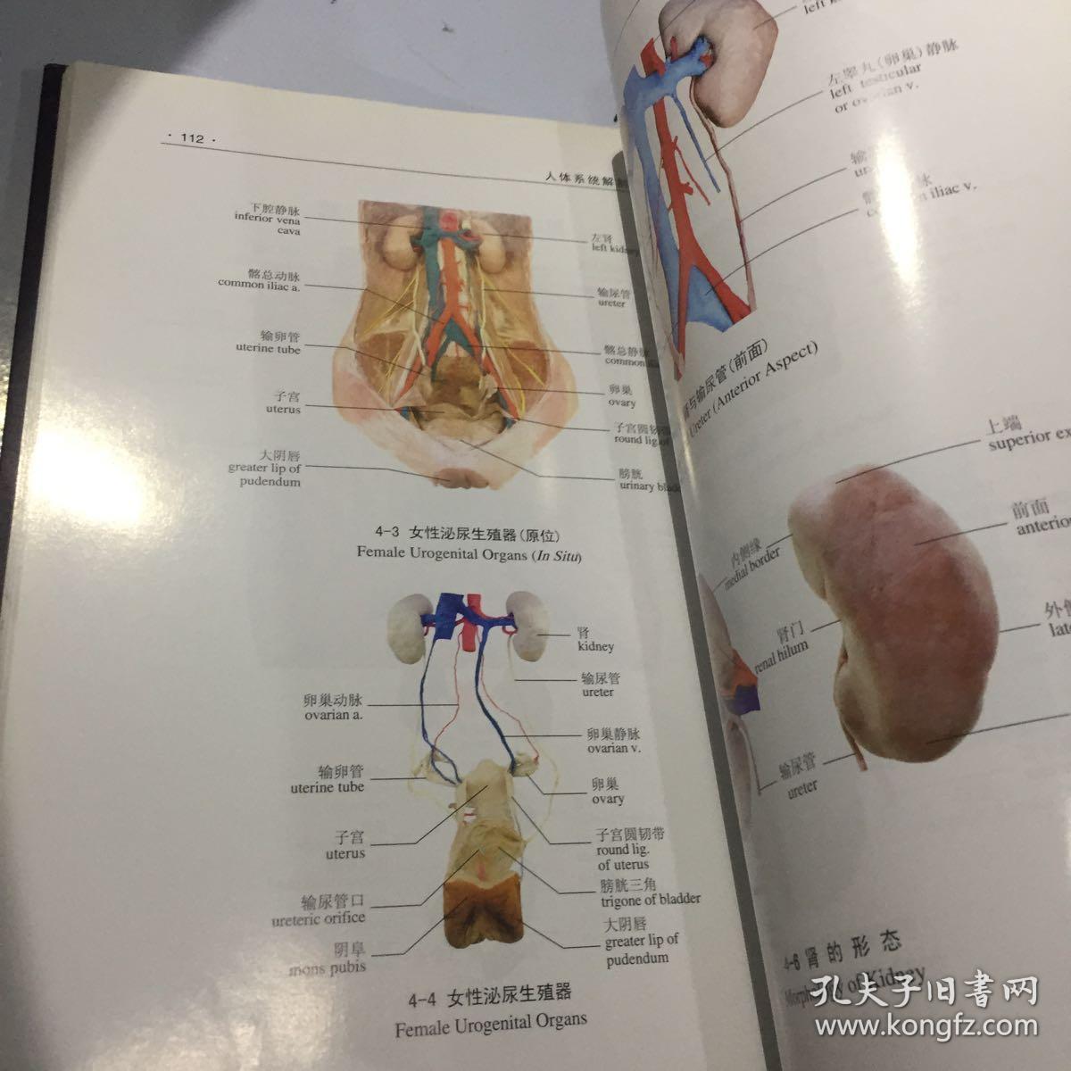人体系统解剖学实物图谱