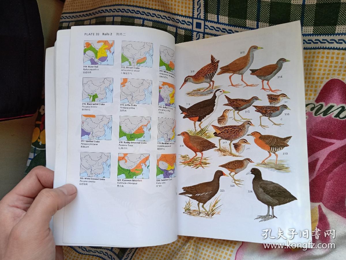 中国鸟类野外手册