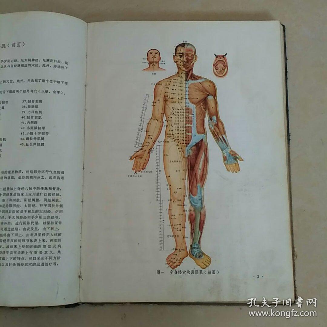 针灸解剖学图谱