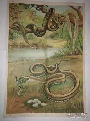 蛇是什么类动物有脊椎吗 qoYBAFwqDm-ASnmrAAOsJxF-t00582_n.jpg