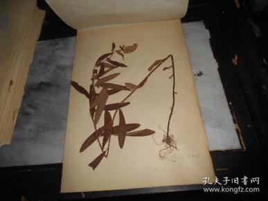 手工制作  中草药 标本    狼尾花 (编号32)