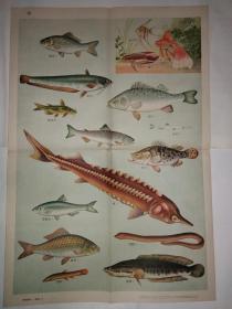动物学挂图 第一组脊椎动物——渔类（二）