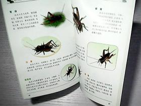 蝈蝈和蛐蛐简谱_优惠券 十大品牌排行榜 哪个牌子好 元珍商城