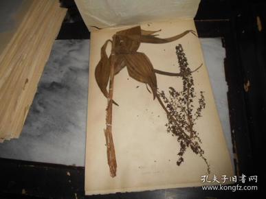 手工制作 中草药标本   百合科 --藜芦 (      59)