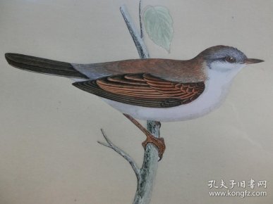 成语什么约莺期_莺度谷是什么姿势(3)