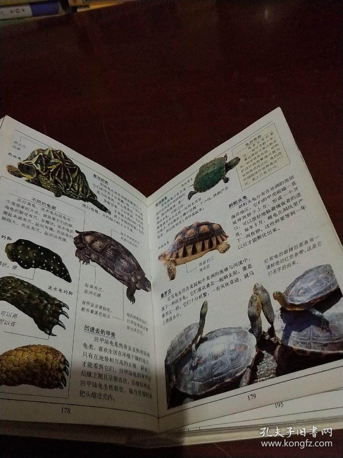 动物百科——彩图mini百科_姚启久 主编_孔夫子旧书网