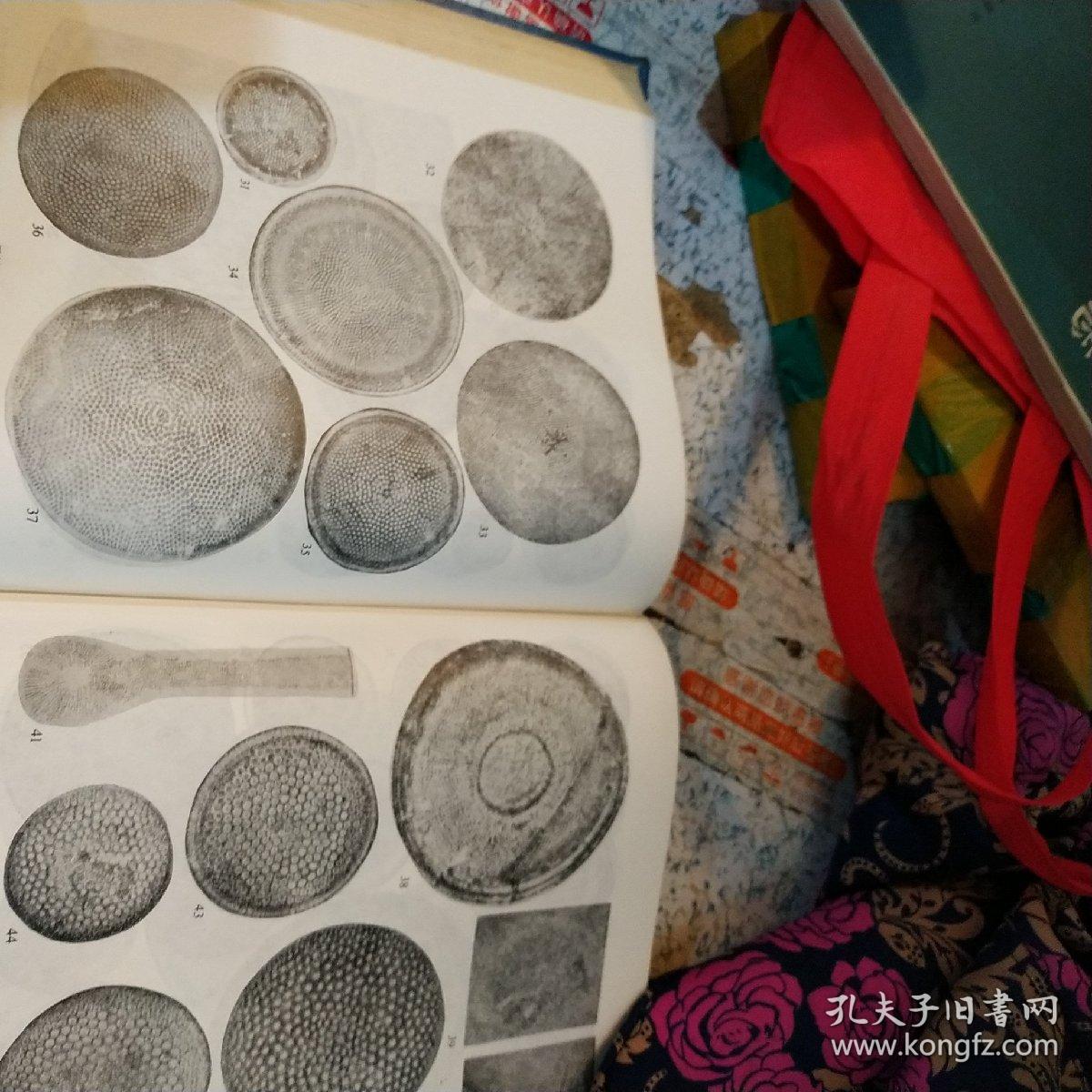 中国海洋底栖硅藻类(硬精装上卷)