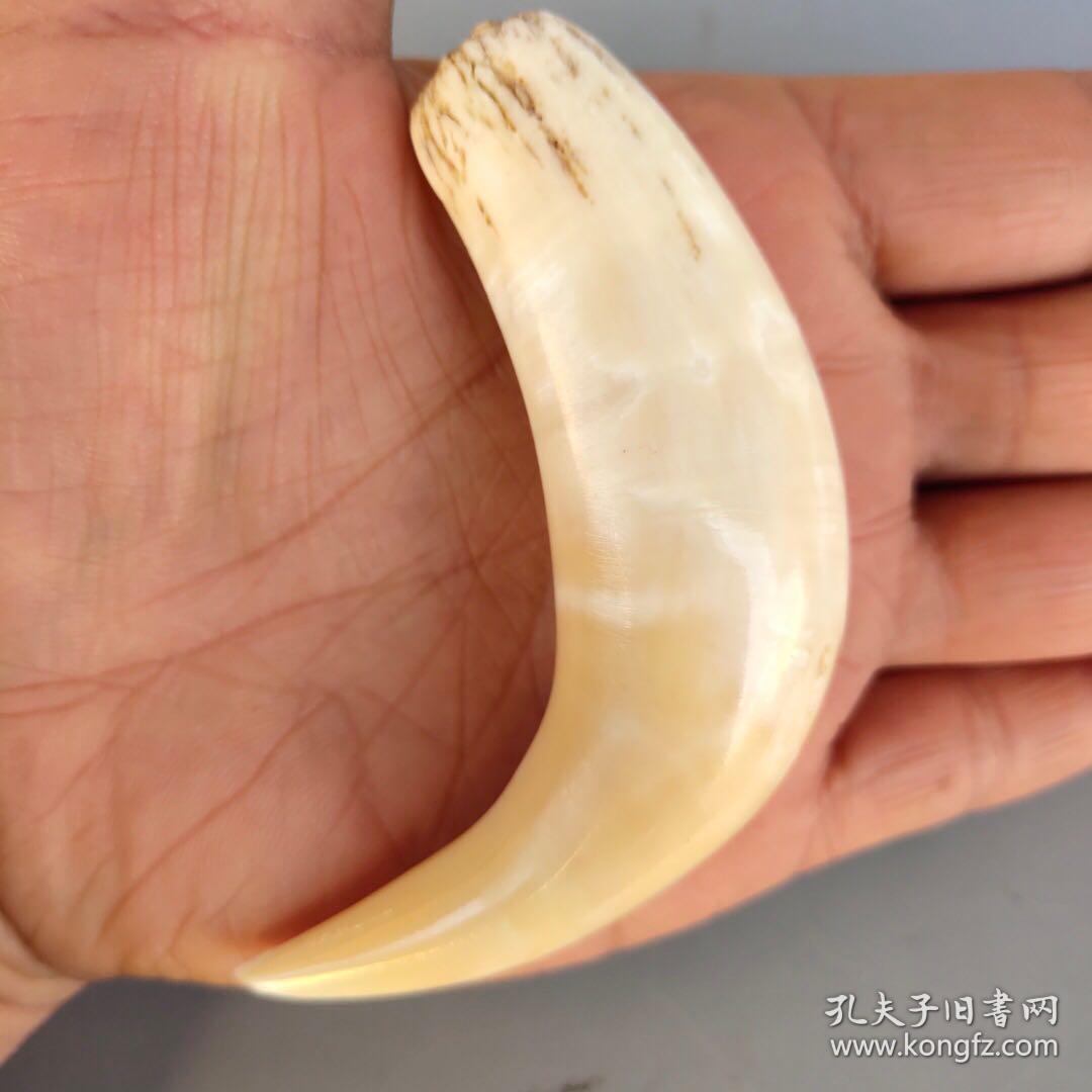 保真骆驼牙 尺寸如图,重33克