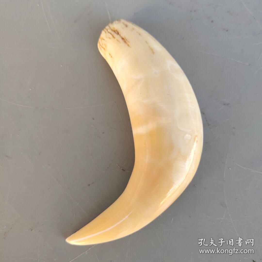 保真骆驼牙 尺寸如图,重33克