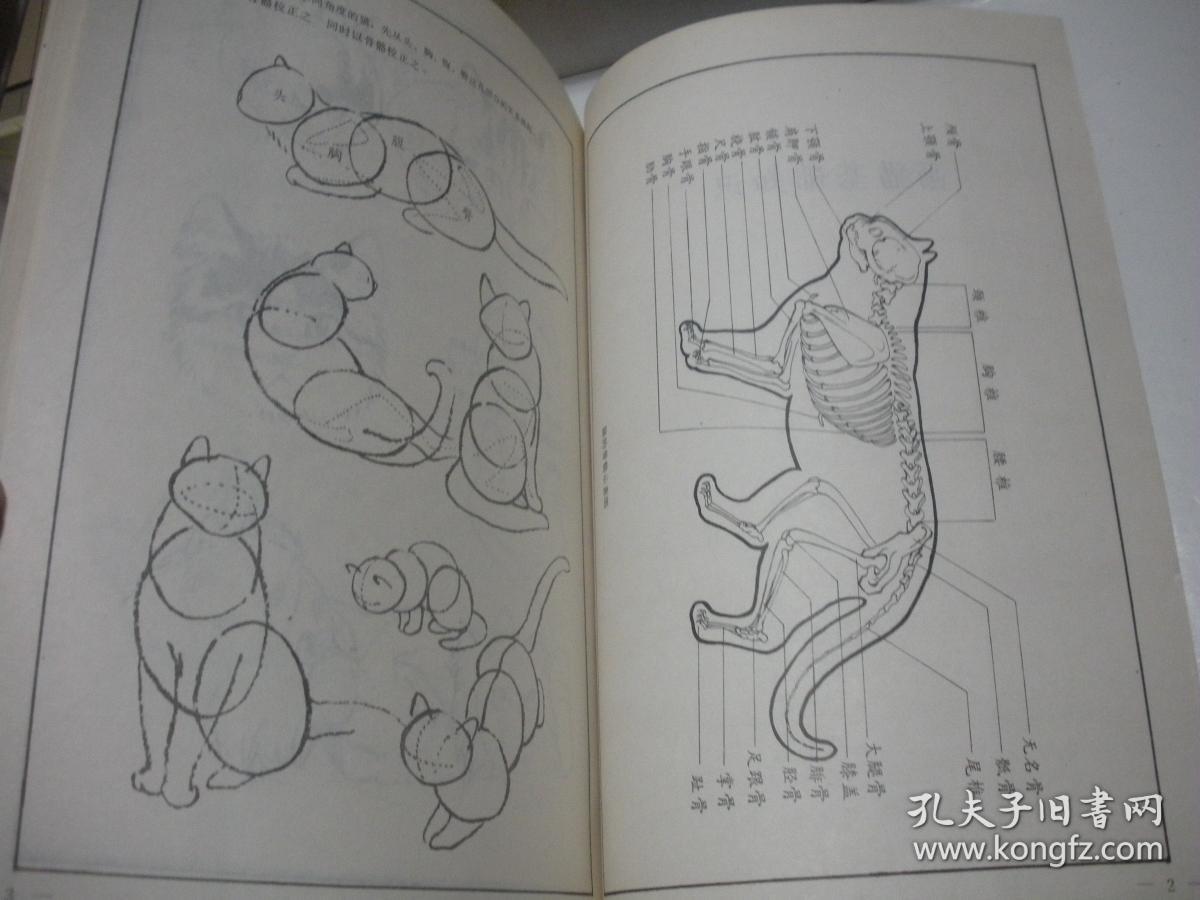 百猫谱 天津人民美术出版社 1990年2印,16开.