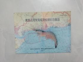 广东沿海常见经济虾类彩色图谱.