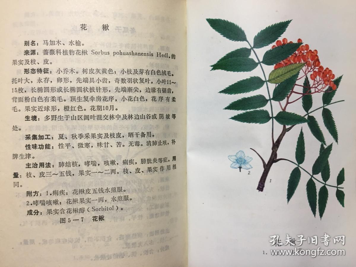 青岛中草药手册