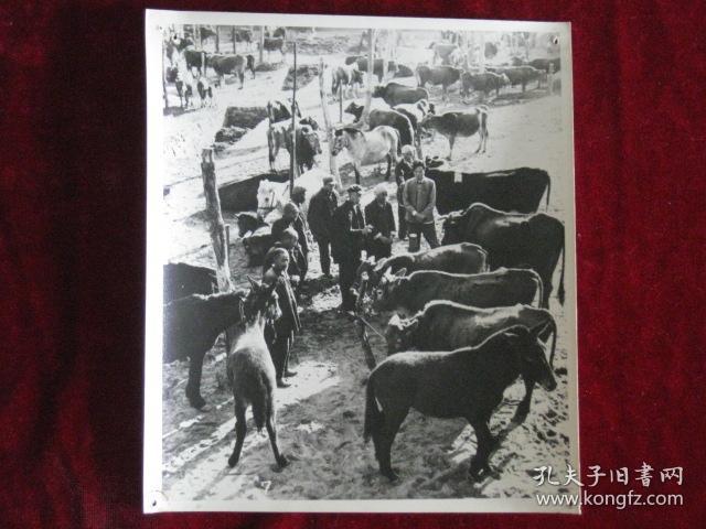 河南封丘县黄陵公社尹岗大队在开耕畜评比会,交流经验