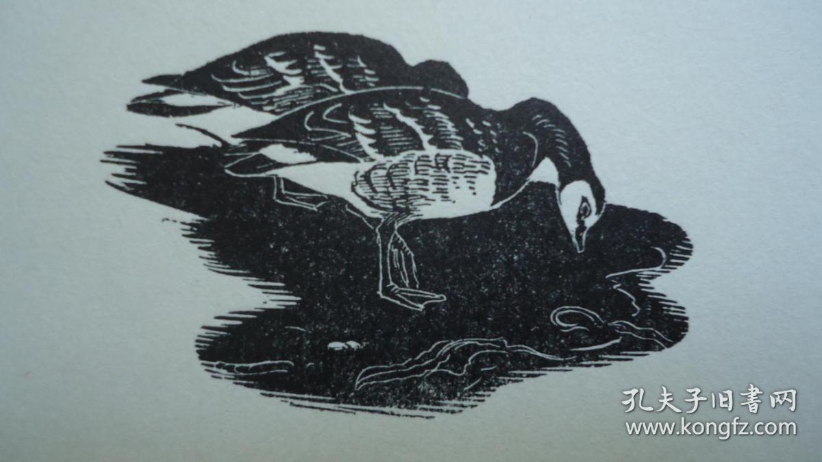 manka, the sky gipsy the story of a wild goose 经典动物文学绘本