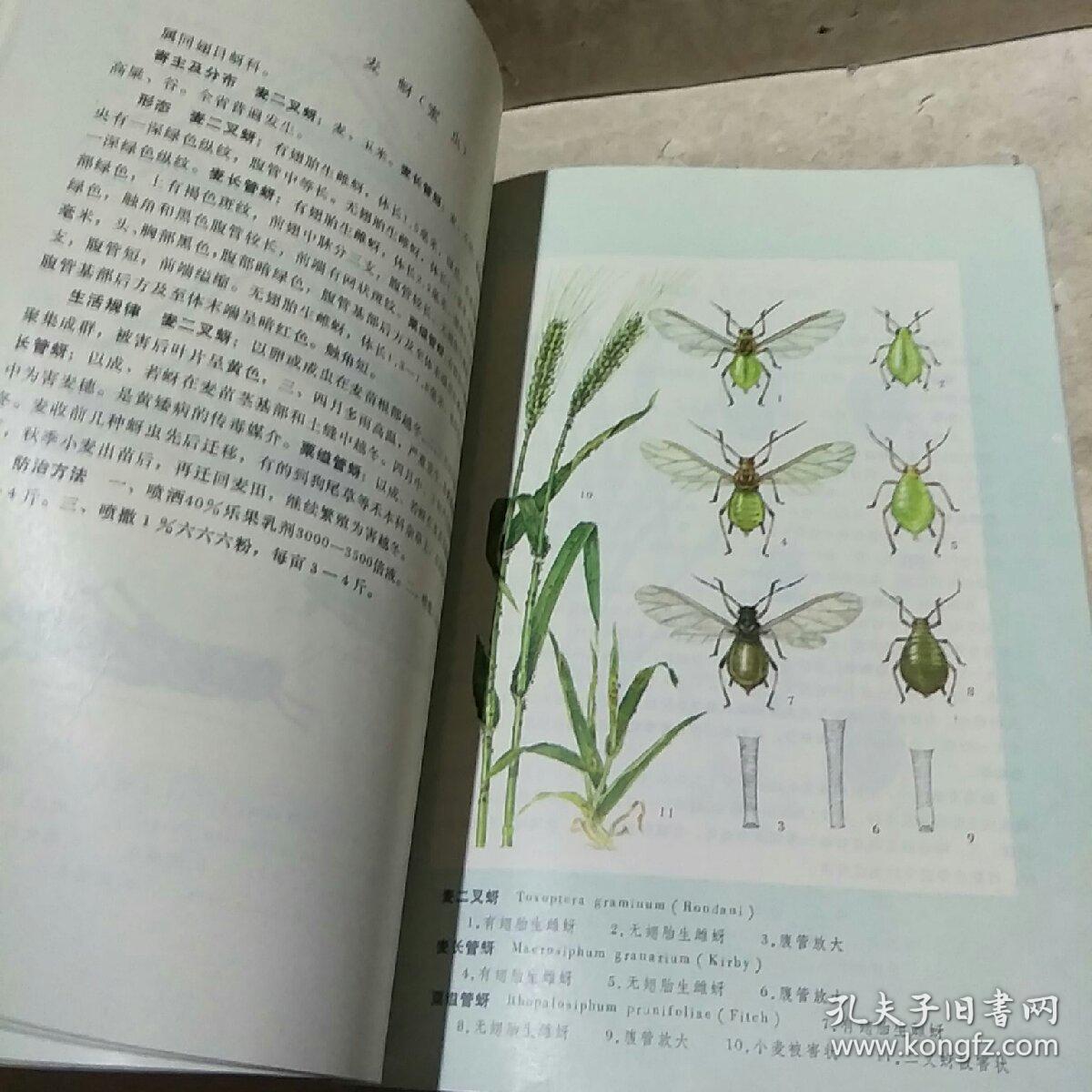 农林简谱_西北农林科技大学