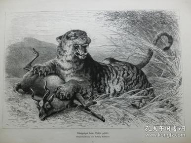 【现货 包邮】1888年木刻版画《老虎的美餐》 (knigstiger  beim