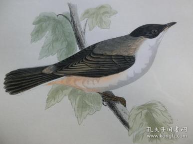 成语什么约莺期_莺是什么鸟(4)