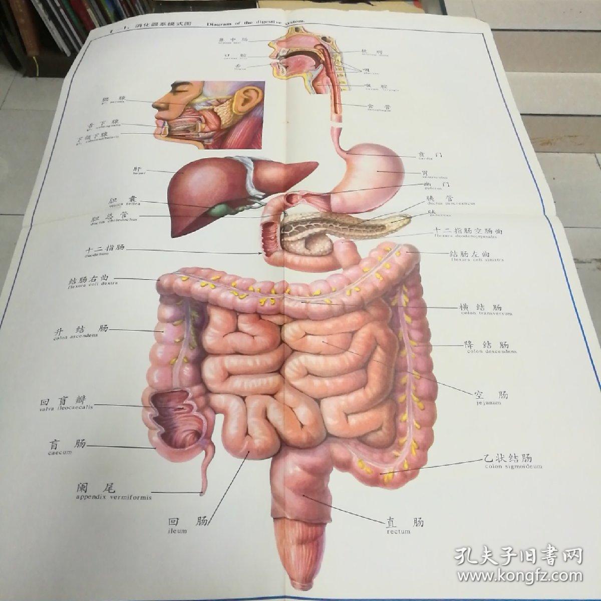 人体解剖挂图 消化系统