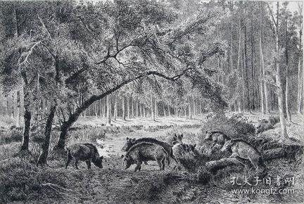 1886年意大利艺术系列蚀刻版画《枫丹白露树林里的野猪群》—意大利