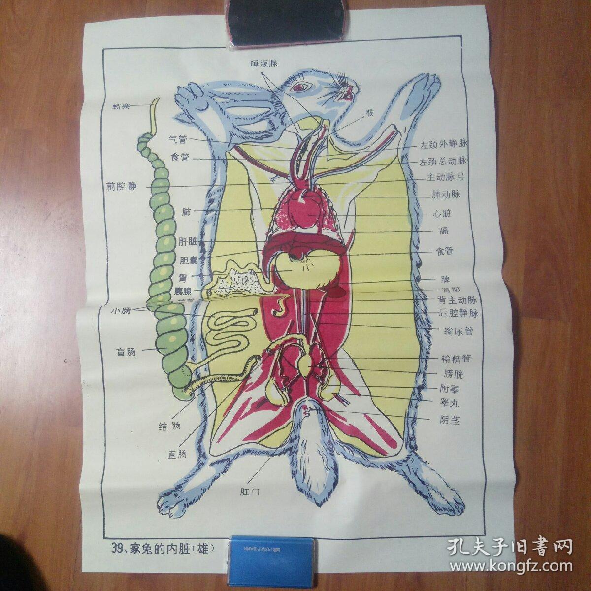 挂图 家兔的内脏