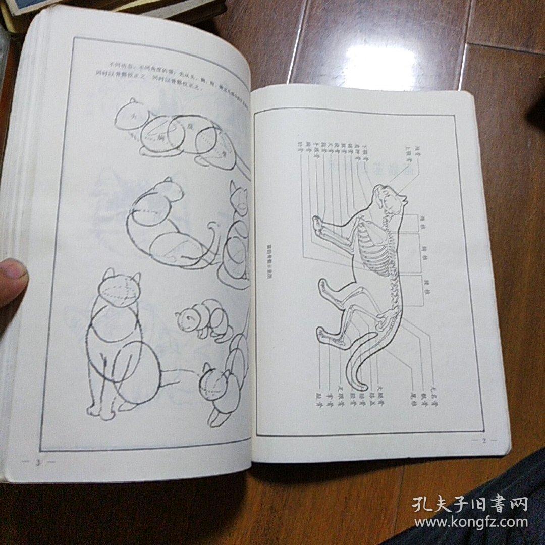 百猫谱 