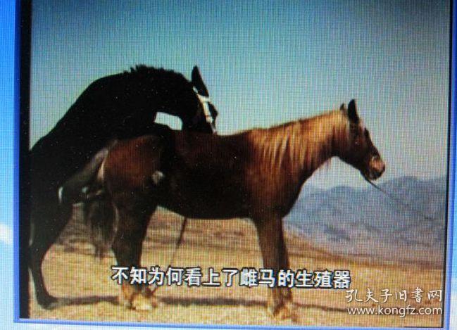 探索动物繁殖的奥秘动物性爱大全6碟vcd光盘59种动物的性爱过程光盘都
