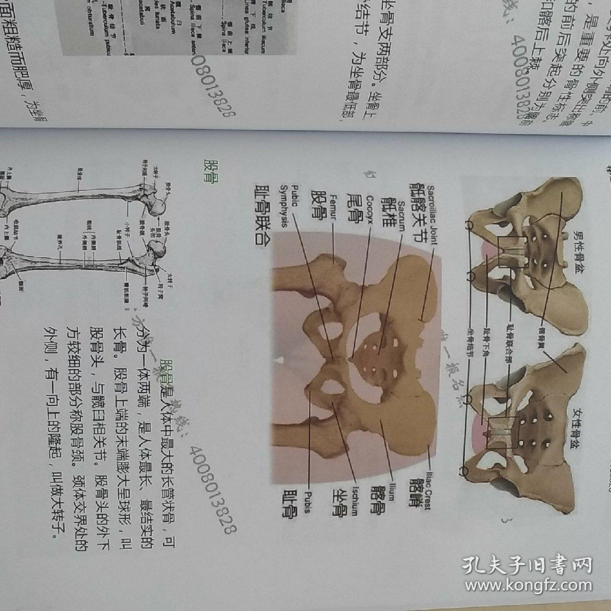 红杏林 灵枢针灸