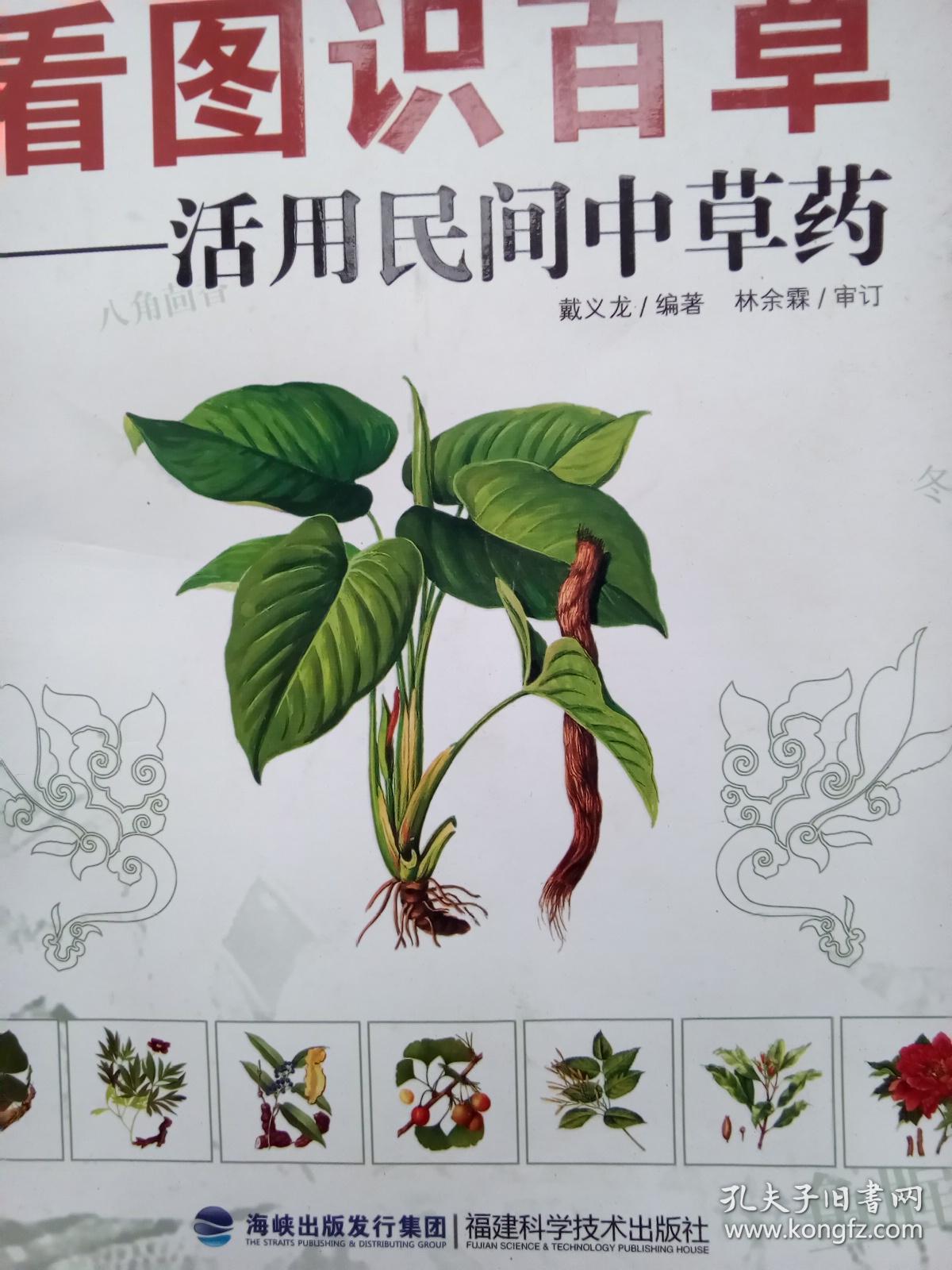 看图识百草活用民间中草药