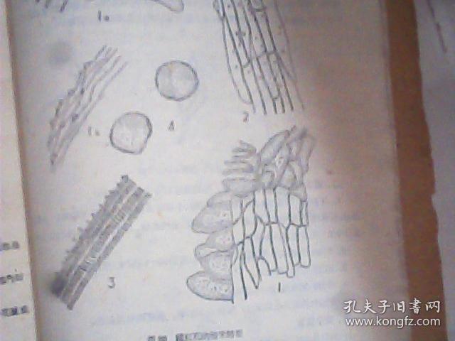 中药粉末显微鉴定资料 第一集 收藏中药50种附图104幅