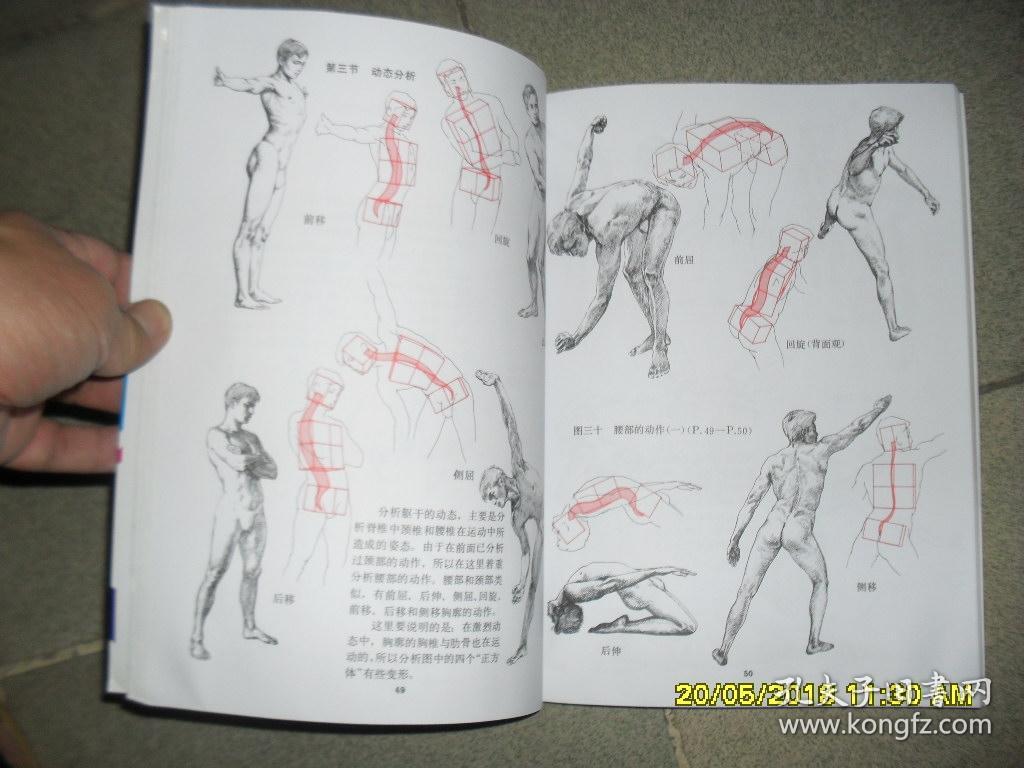 艺用人体结构运动学