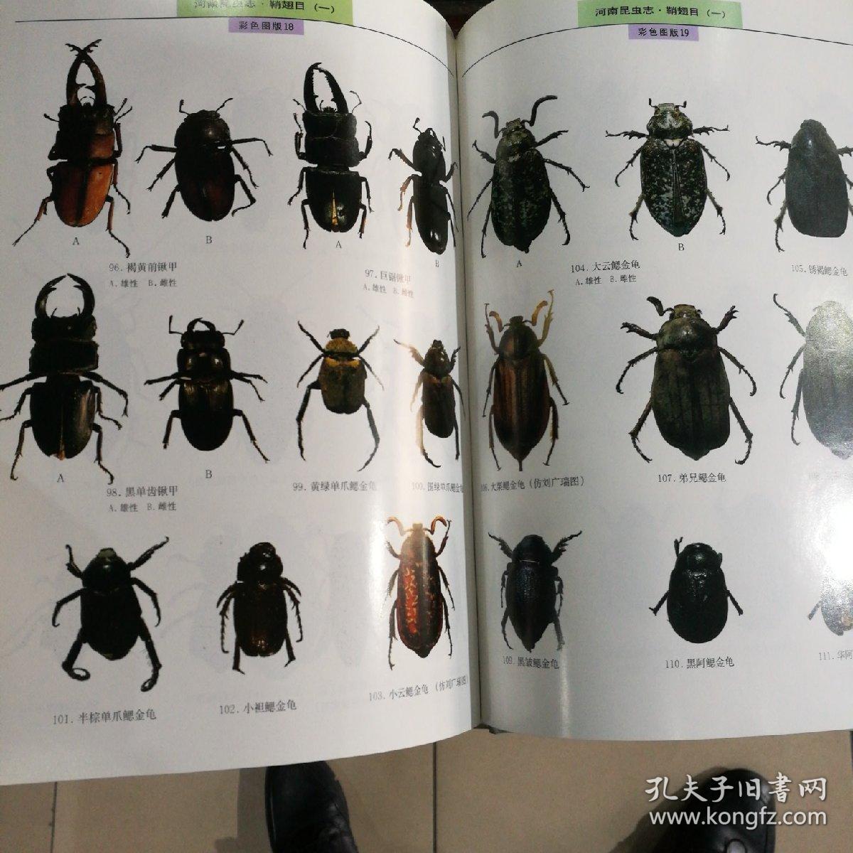 河南昆虫志.鞘翅目.一